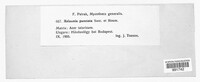 Rhytisma punctatum image